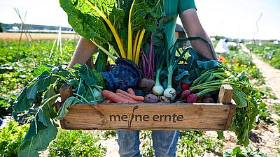 Frisches Gemüse ernten, ohne dafür gleich aufs Land zu ziehen