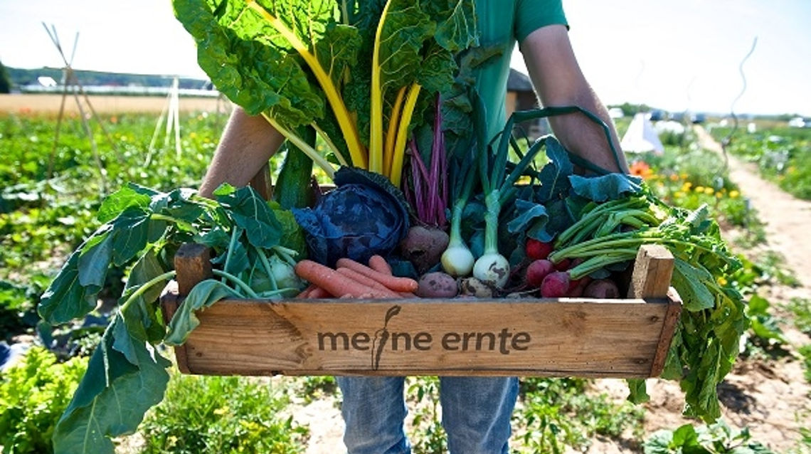 Frisches Gemüse ernten, ohne dafür gleich aufs Land zu ziehen